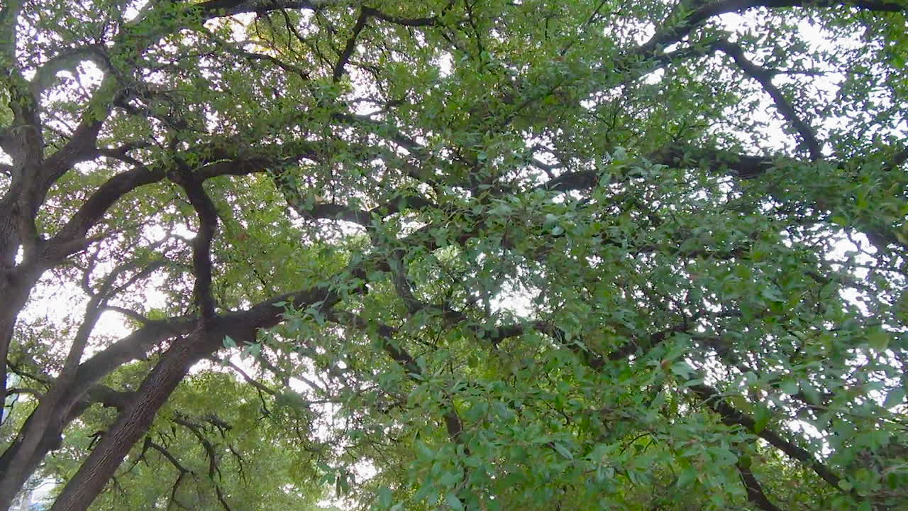 穿過平靜的森林, 向上角度慢動作 - 4k