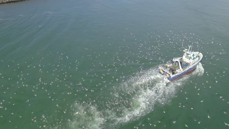 órbita-Aérea-Sobre-El-Pequeño-Barco-Pesquero-Con-Muchas-Gaviotas