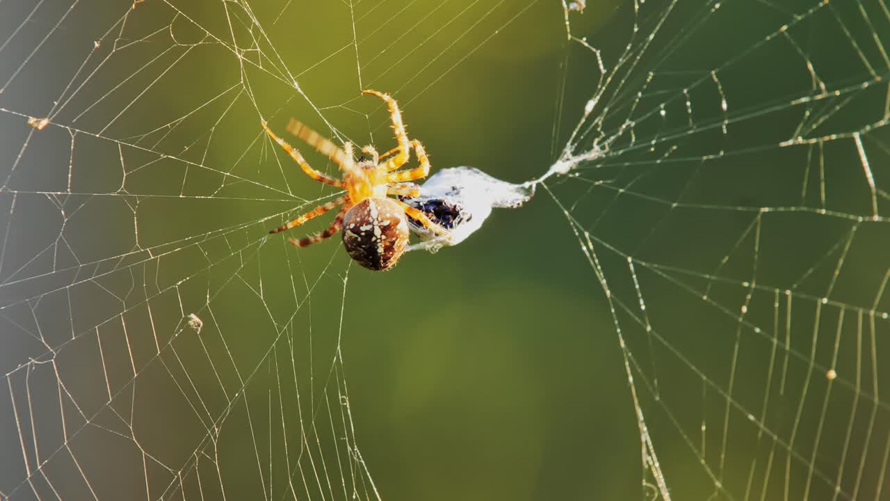 Close-up of tired spider inspecting web damage after wrapping beetle in silk.