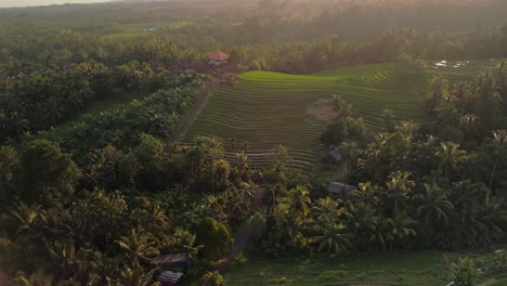 glowing morning sun lighting swirling rice terracing nestled in the jungle covered landscape, bali, indonesia