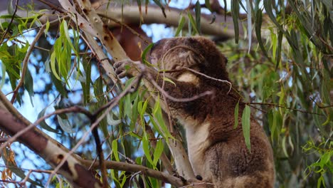 cuddly koala feeding on eucalyptus leaves. close up