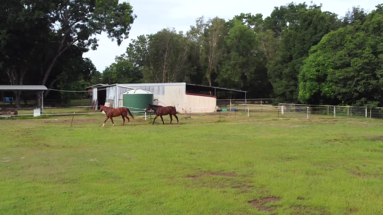 dos caballos marrones caminando en el paddock con estabulación y cobertizo en el fondo