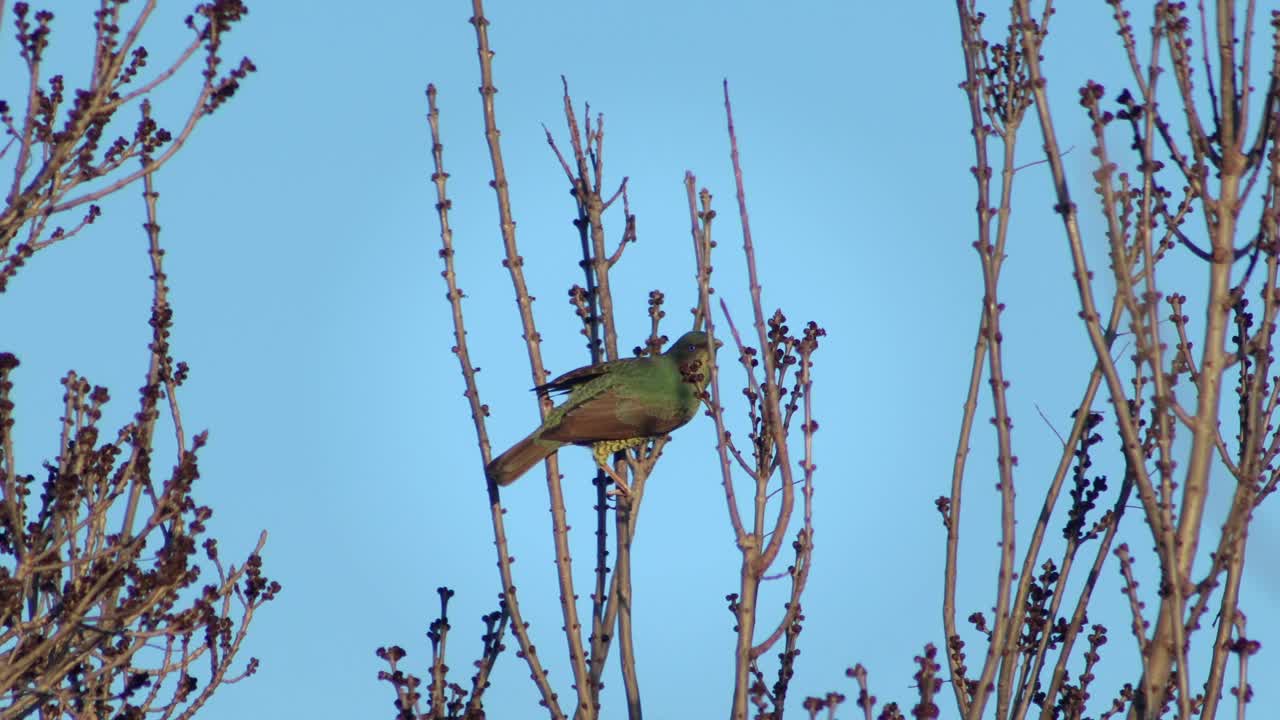 Green Bird Perched on Tree Branches