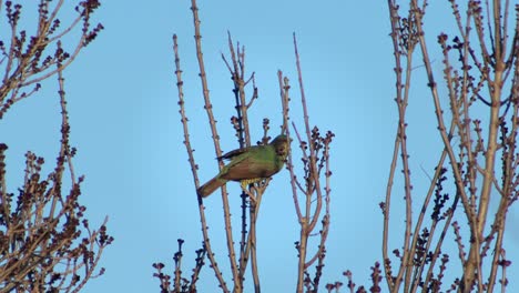 green bird perched on tree branches
