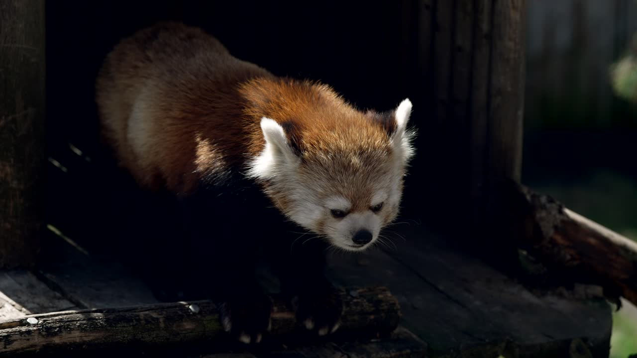 panda rojo descansando dentro de una jaula de madera en un día soleado