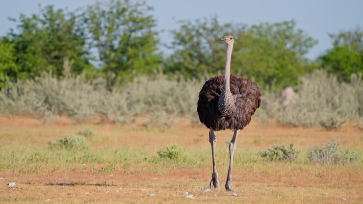 avestruz en la sabana africana