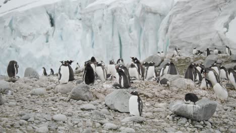 Pinguinkolonie-An-Einem-Strand-Vor-Einem-Gletscher,-Wirklich-Atemberaubend-Schöne-Lage