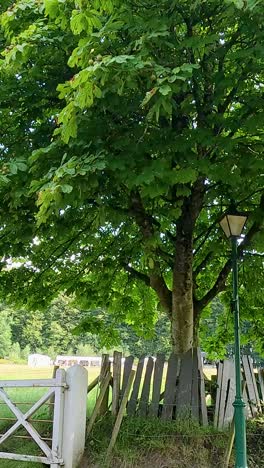 Tree-lined path with a white gate