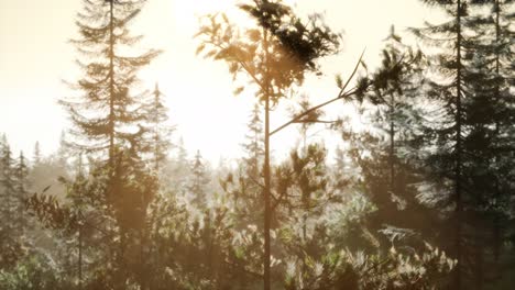 misty nordic forest in early morning with fog
