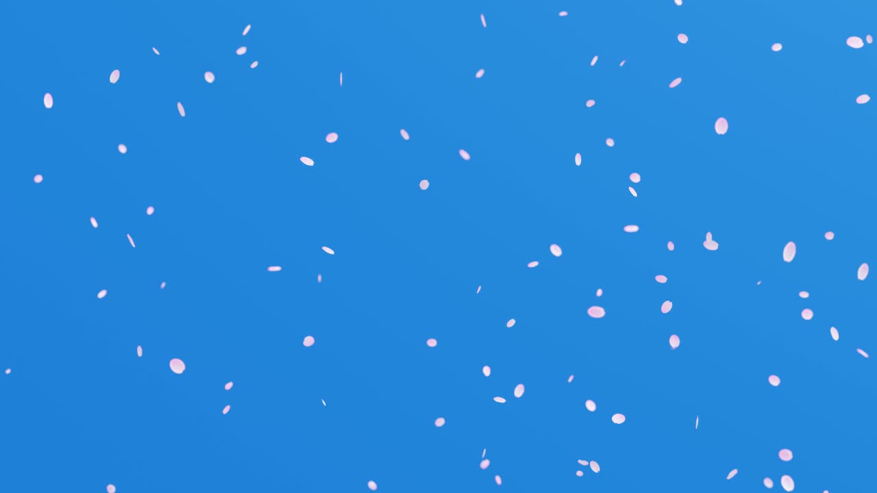체리 꽃 눈보라의 루프 애니메이션, 춤추는 체리 꽃과 함께 봄 배경 입자