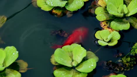 overhead view of a lionhead goldfish or carassius auratus swimming to the surface on a pond infected with cotton mouth, a common disease among freshwater pet fish