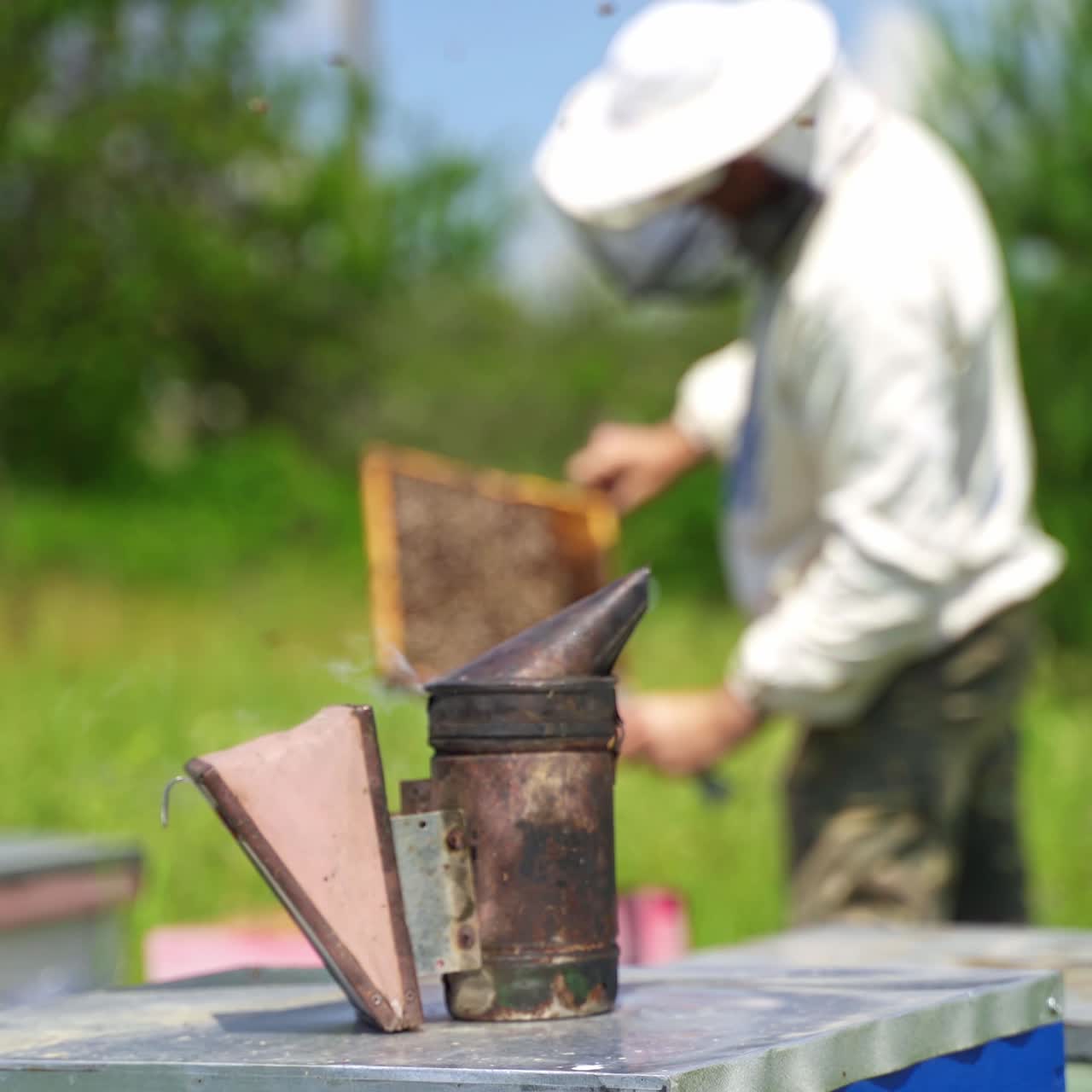 Chimney with smoke on a hive. Bee smoker is used to calm bees before frame removal. Beekeeper inspecting bees at the apiary.