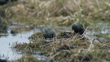 Gemeiner-Star,-Der-Im-Gras-Nach-Nahrung-Sucht-Und-In-Einer-Wasserpfütze-Badet