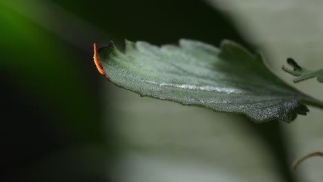 caterpillar on a leaf