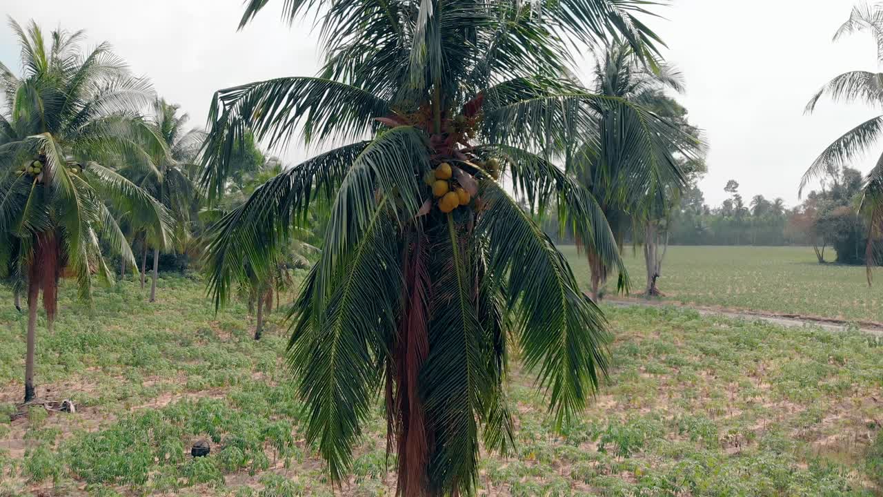 beautiful palm with small coconuts against tropical trees
