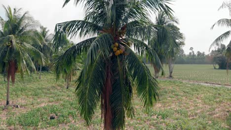 hermosa palma con pequeños cocos contra los árboles tropicales