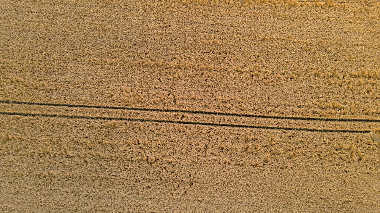 drone aéreo volando sobre el campo de trigo dorado en la naturaleza durante el día soleado