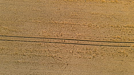 aerial drone flying above goldish wheatfield in nature during sunny day