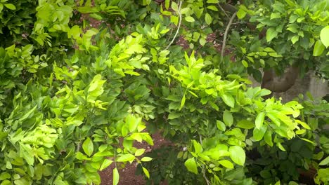 Hojas-Verdes-Naturales-Balanceándose-A-La-Luz-Del-Sol-Después-De-La-Lluvia,-Hojas-De-árboles-Verdes-Brillantes-Ondeando-En-El-Viento