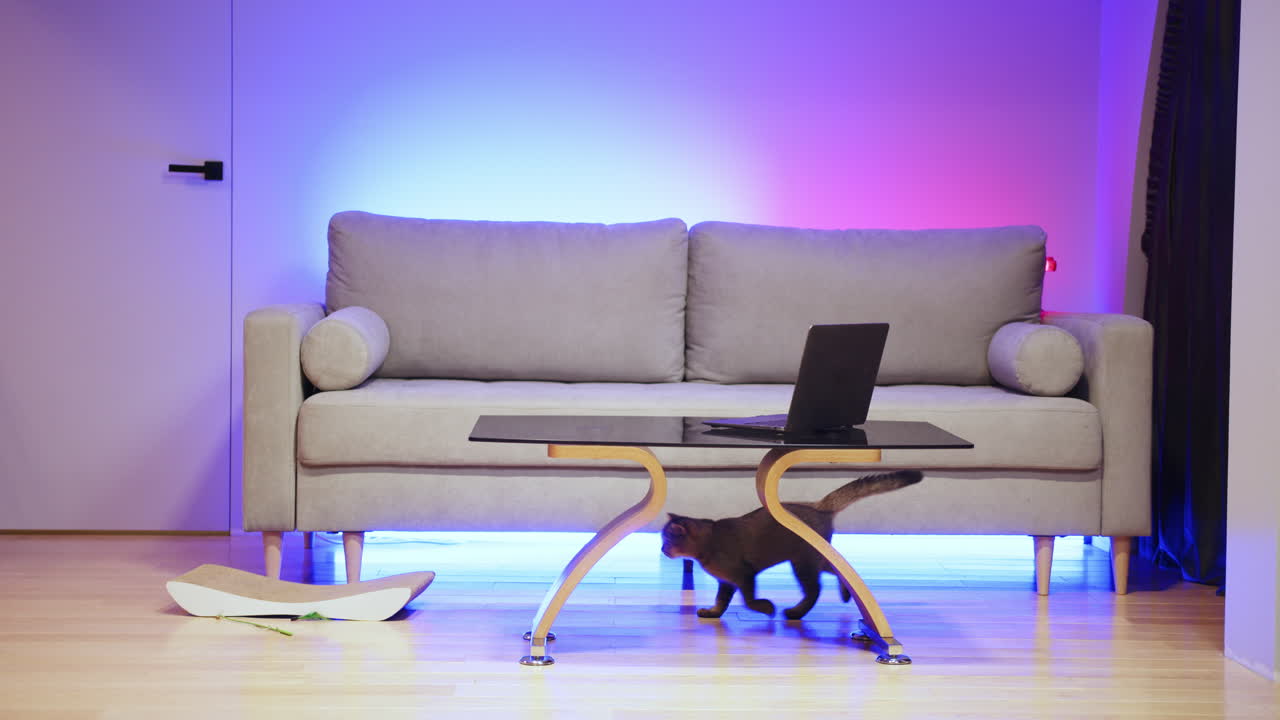 sala de estar moderna con gato