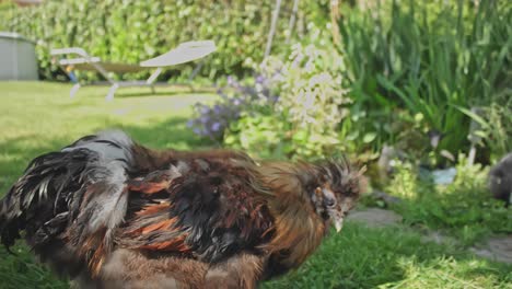 golden silkie rooster in the garden near a pool