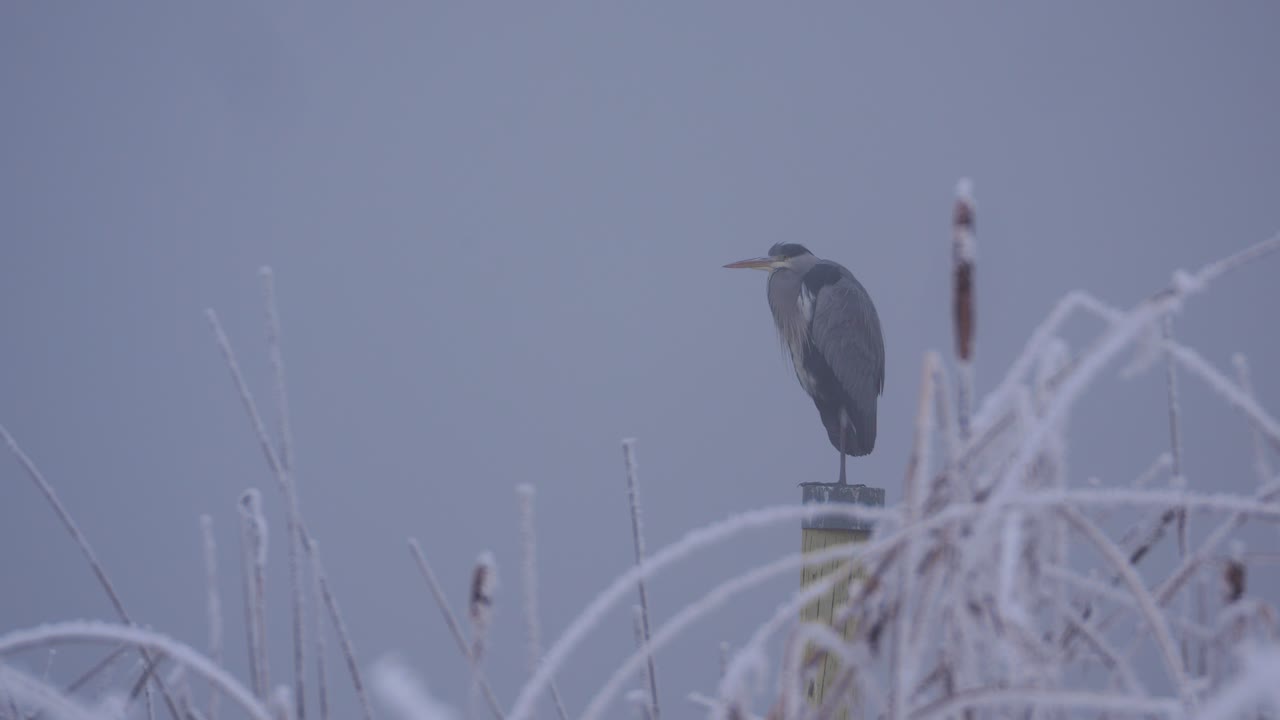 A grey heron perched on a frosted tree in a foggy winter dark landscape, mist obscures the hunting bird