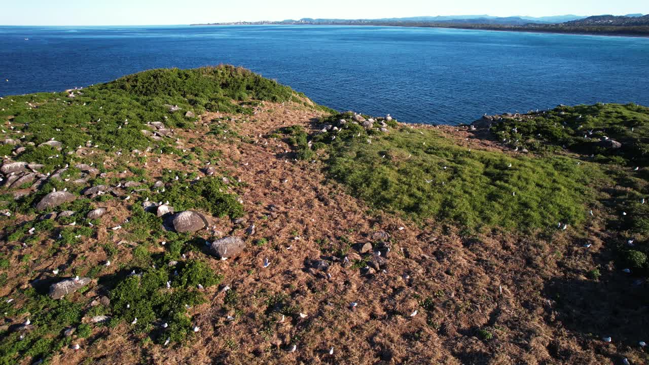 Flock Of Seagulls On Cook Island In NSW, Australia - Drone Shot