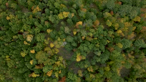 dense wilderness forest foliage of new hampshire, united states - overhead aerial perspective