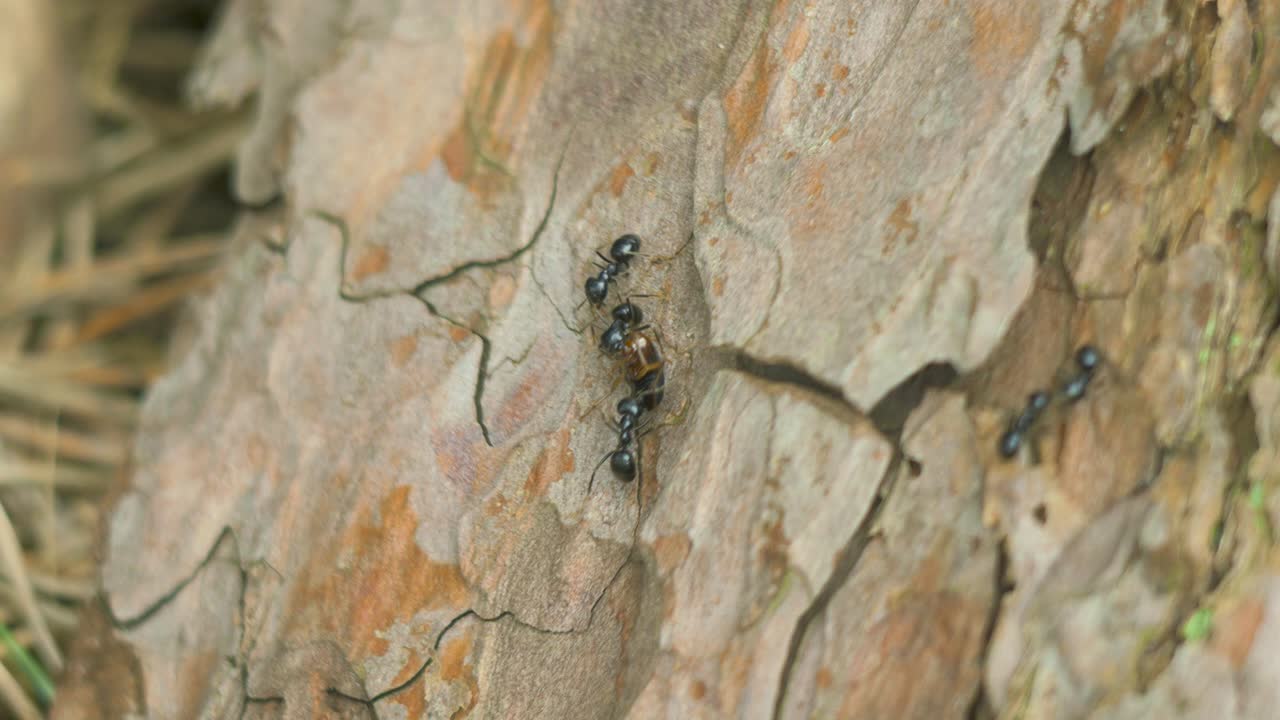 Silky ants move on the nest, anthill with silky ants in spring, work and life of ants in an anthill, sunny day, closeup macro shot, shallow depth of field