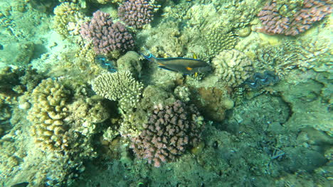 Peces-Tropicales-Cerca-Del-Coral-En-El-Mar-Rojo---Punto-De-Vista-Del-Esnórquel