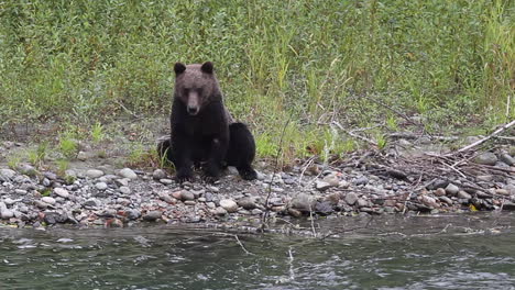 Grizzlybär,-Der-Am-Fluss-Sitzt-Und-Nach-Fischen-Sucht,-Streckt-Seine-Zunge-Heraus