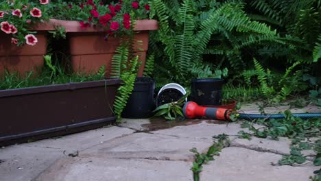 Gartenbewässerungsschlauch,-Der-Zwischen-Farnen-Und-Grünen-Pflanzen-Mit-Roten-Blumen-In-Pflanzgefäßen-Liegt