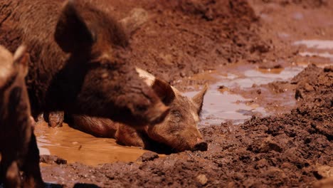 a pig relaxes and wallows in a muddy puddle.