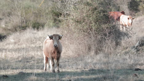 Verblüffte-Kuh-Auf-Dem-Feld-Bleibt-Stehen-Und-Blickt-Direkt-In-Die-Kamera-In-Der-Provinz-Alentejo,-Bezirk-Portalegre,-Portugal