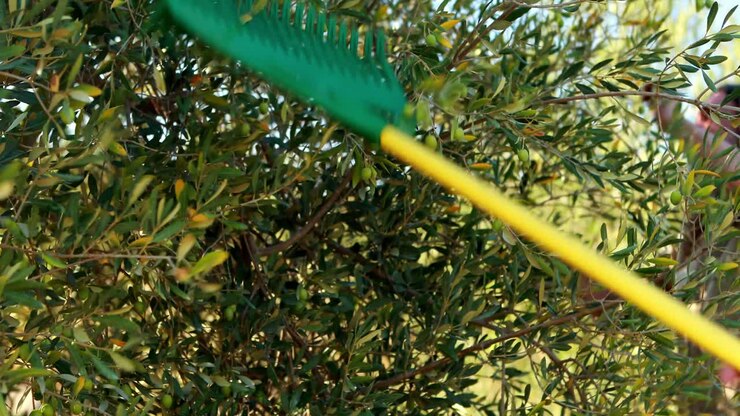 Farmers harvesting olives with rack 4k