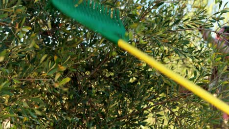 farmers harvesting olives with rack 4k