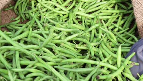 fresh organic green beans from farm close up from different angle