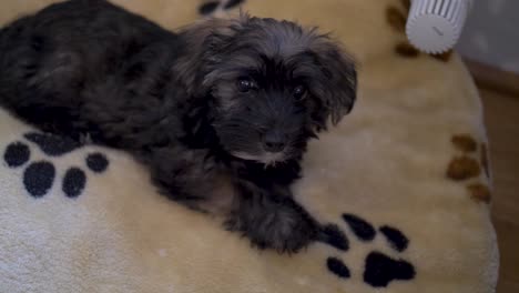 Close-up-of-adorable-puppy-dog-lying-down-on-cute-cosy-doggy-pillow-looking-into-camera-and-getting-up-in-slow-motion-with-puppy-dog-eyes