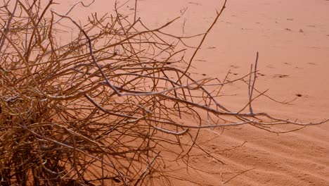 Holziger-Pflanzenstrauch,-Der-In-Der-Feindlichen-Umgebung-Der-Wadi-Rum-Wüste-Wächst,-Mit-Ästen,-Die-Im-Wind-Gegen-Roten-Sand-In-Jordanien-Flattern