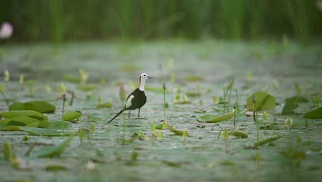 tropical wader calling in flower pond