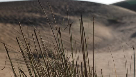 middle eastern desert plant, shrub, bush in desert landscape at sunset in united arab emirates near dubai