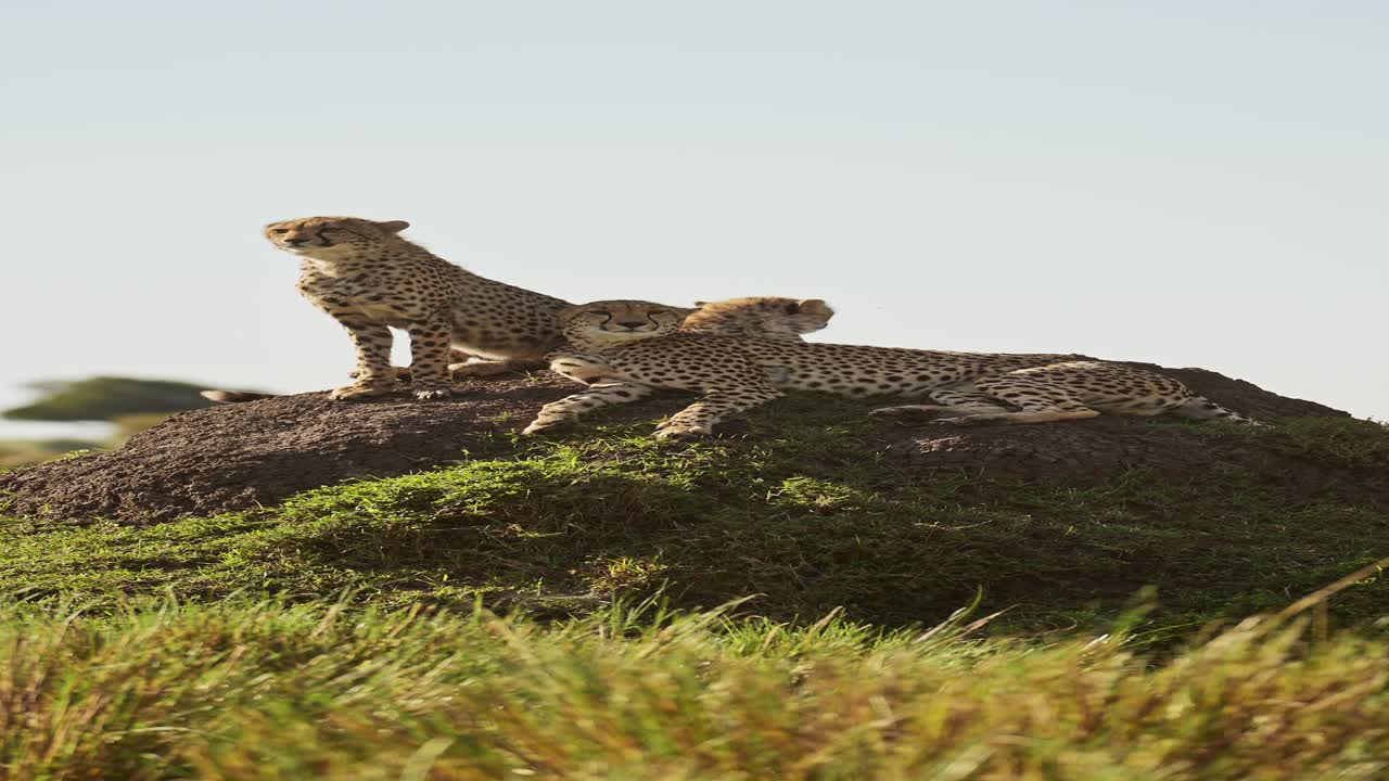 Vertical Cheetah Family in Africa on Wildlife Safari in Africa, Vertical African Animals Cheetah Video for Social Media Instagram Reels and Tiktok of Cheetahs on a Termite Mound