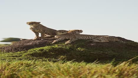 vertical cheetah family in africa on wildlife safari in africa, vertical african animals cheetah video for social media instagram reels and tiktok of cheetahs on a termite mound