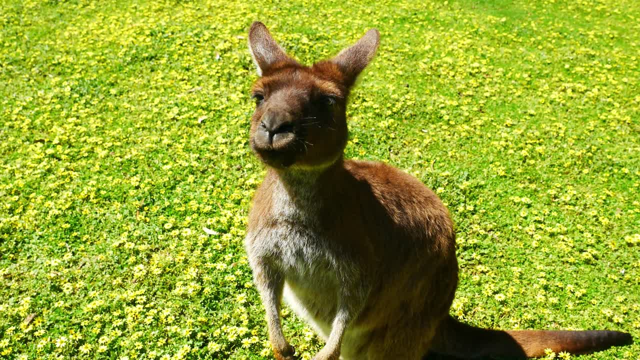 Closeup of kangaroo chewing in a field of flowers and looking and the camera