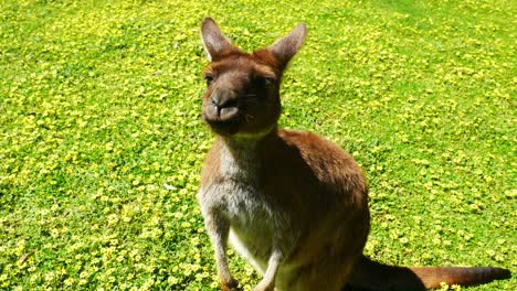 closeup of kangaroo chewing in a field of flowers and looking and the camera