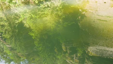 reflection of trees in a serene forest stream