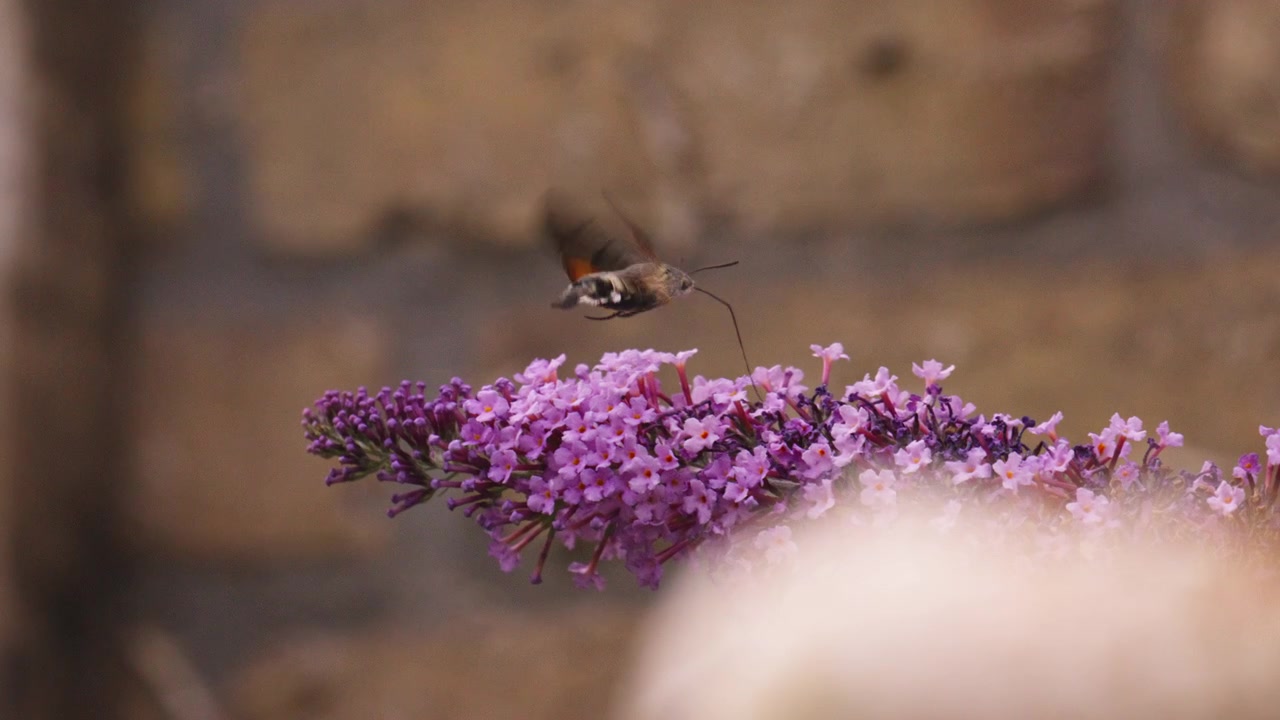 Hummingbird hawk moth flies above purple blossoms with long proboscis extended toward flowers, proboscis dances from flower to flower sipping nectar using long tongue