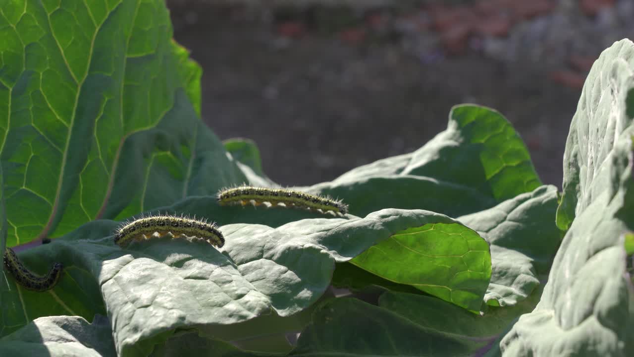 고추 잎에 있는 애벌레