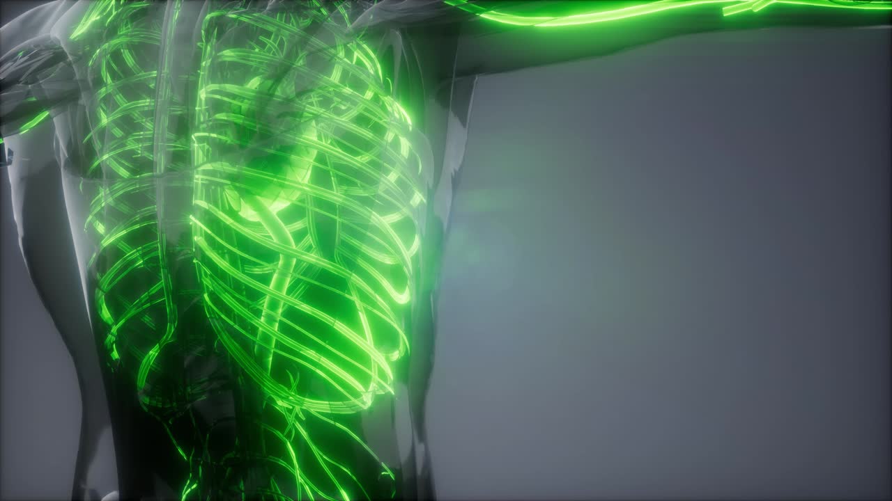 vasos sanguíneos del cuerpo humano