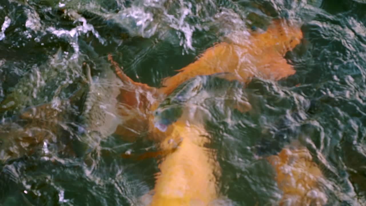 물고기들은 수영장 가장자리에서 입을 크게 벌리고 먹이를 구하러 옵니다.